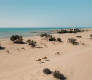 الطبيعة في قطر | اكتشف العجائب الطبيعية