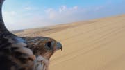 الصقر - الطائر الوطني في قطر