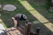 Visit the Middle East's first Panda Park 