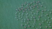 Wanderung der Flamingos in Katar