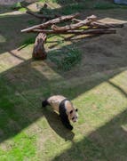 Visit the Middle East's first Panda Park 