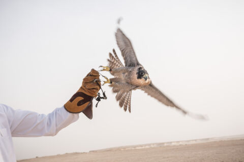 Falke – der Nationalvogel Katars