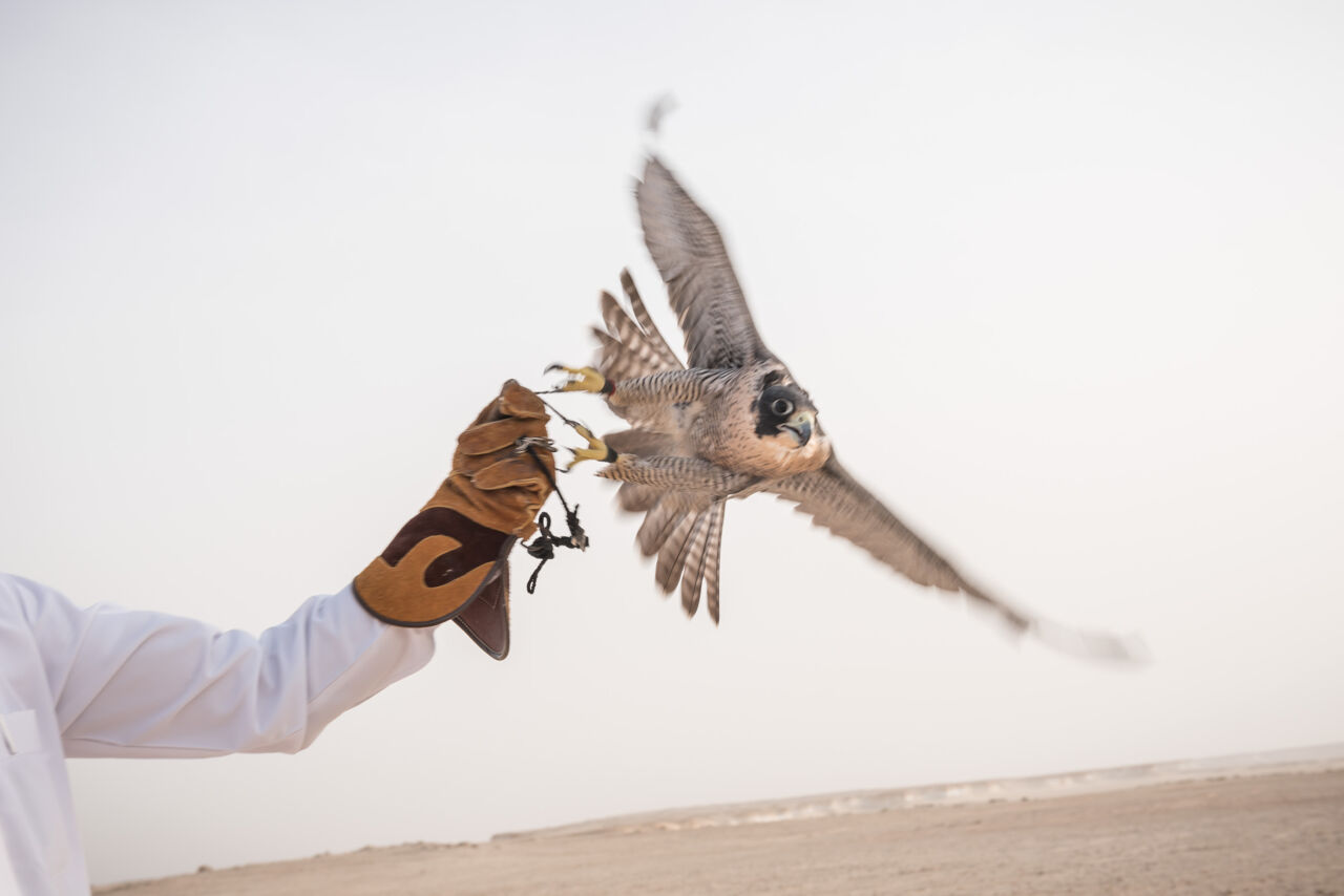 Falcon - the national bird of Qatar | Visit Qatar