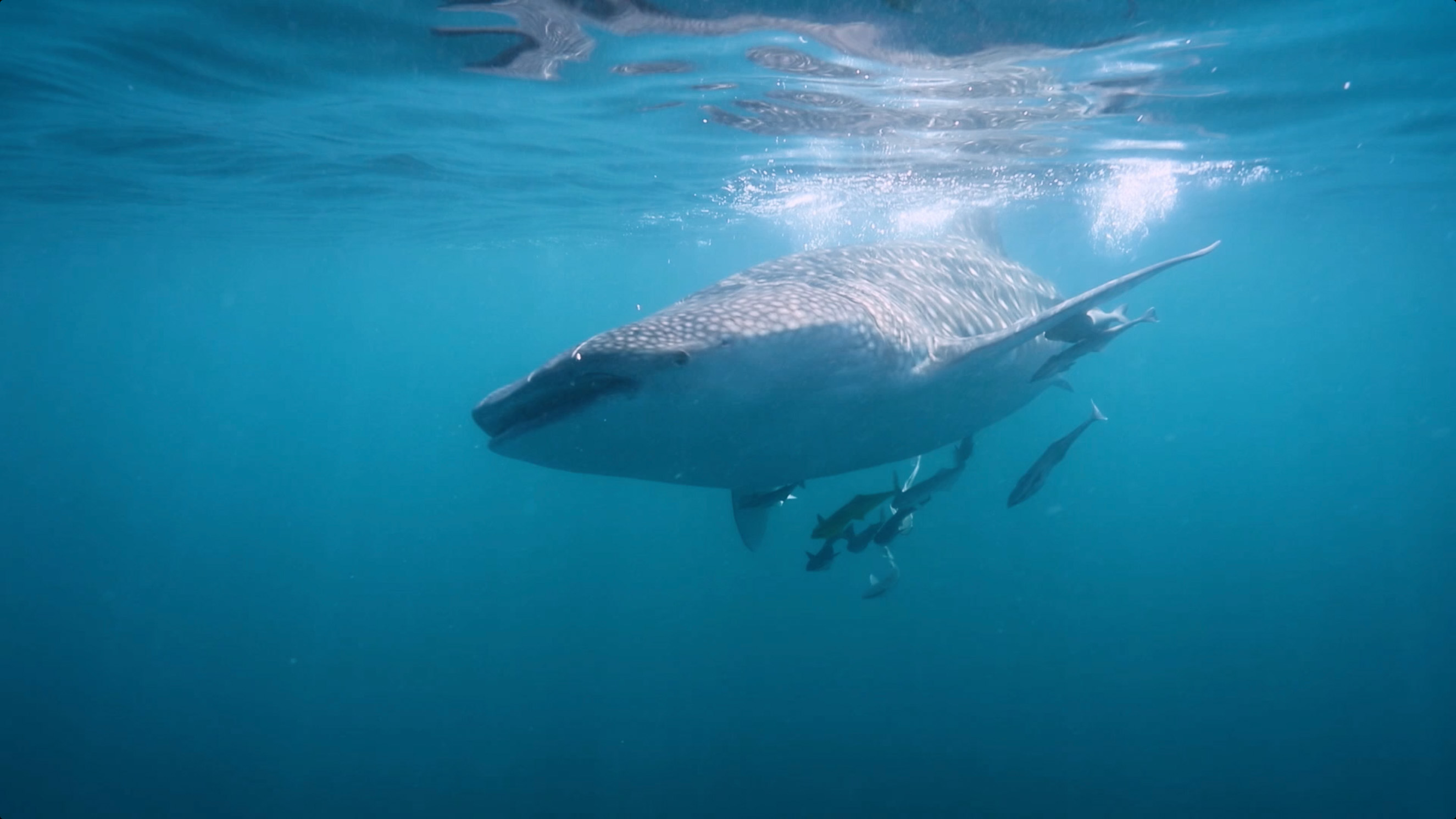 Image of "Discover the Whale Sharks of Qatar"